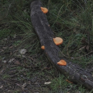 Trametes coccinea at Acton, ACT - 28 May 2020