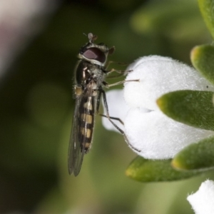 Simosyrphus grandicornis at Higgins, ACT - 31 May 2020