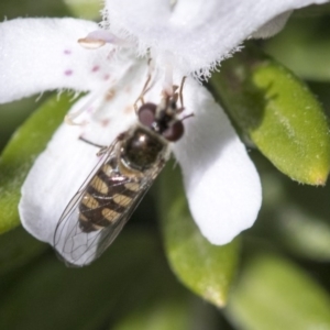 Simosyrphus grandicornis at Higgins, ACT - 31 May 2020