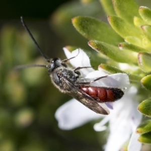 Lasioglossum (Parasphecodes) sp. (genus & subgenus) at Higgins, ACT - 31 May 2020 11:18 AM