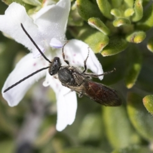 Lasioglossum (Parasphecodes) sp. (genus & subgenus) at Higgins, ACT - 31 May 2020 11:18 AM