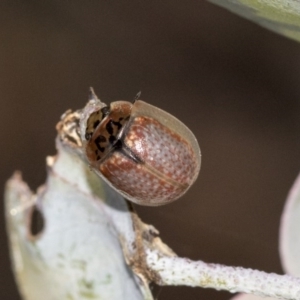 Paropsisterna m-fuscum at Acton, ACT - 13 May 2020 12:47 PM