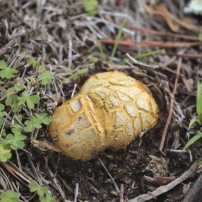 Scleroderma sp. (Scleroderma) at Acton, ACT - 13 May 2020 by Alison Milton