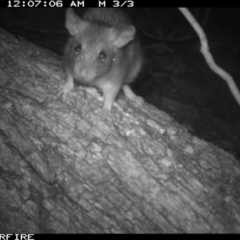 Rattus rattus (Black Rat) at Tathra Public School - 3 Dec 2013 by AndrewMcCutcheon