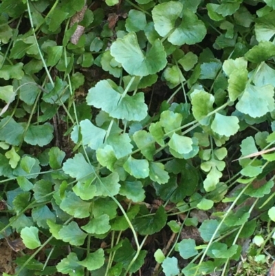 Asplenium flabellifolium (Necklace Fern) at Kowen, ACT - 8 Jun 2020 by JaneR