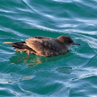 Ardenna tenuirostris (Short-tailed Shearwater, Muttonbird) at Tathra, NSW - 12 Oct 2013 by AndrewMcCutcheon