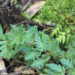 Cheilanthes sp. (Rock Fern) at Kowen Escarpment - 8 Jun 2020 by JaneR