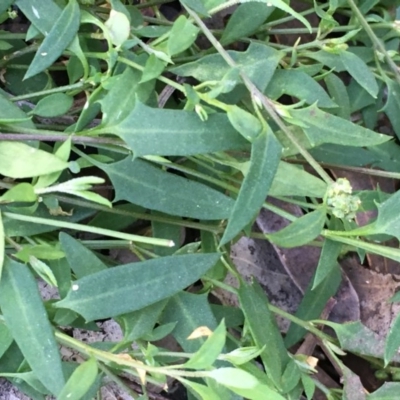 Einadia nutans subsp. nutans (Climbing Saltbush) at Kowen Escarpment - 8 Jun 2020 by JaneR