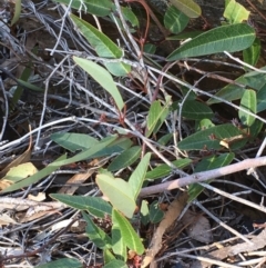 Hardenbergia violacea (False Sarsaparilla) at Kowen, ACT - 8 Jun 2020 by JaneR