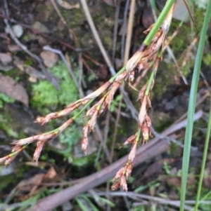 Lepidosperma laterale at Kowen, ACT - 8 Jun 2020