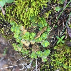Lunularia cruciata at Kowen, ACT - 8 Jun 2020 02:08 PM
