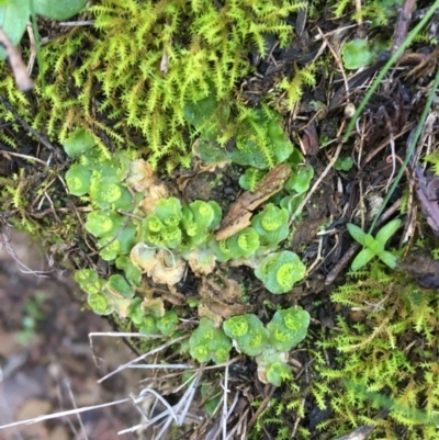Lunularia cruciata (A thallose liverwort) at Kowen, ACT - 8 Jun 2020 by JaneR