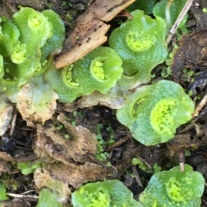 Lunularia cruciata at Kowen, ACT - 8 Jun 2020