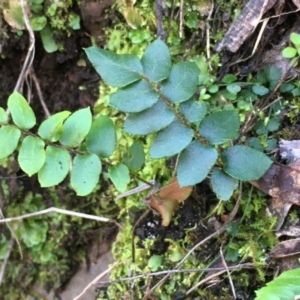 Pellaea calidirupium at Kowen, ACT - 8 Jun 2020