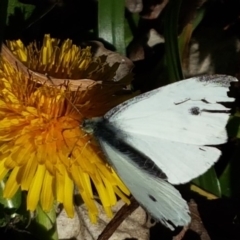 Pieris rapae (Cabbage White) at Umbagong District Park - 8 Jun 2020 by tpreston