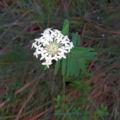 Pimelea linifolia at Pomona, QLD - 30 May 2020 by jenqld