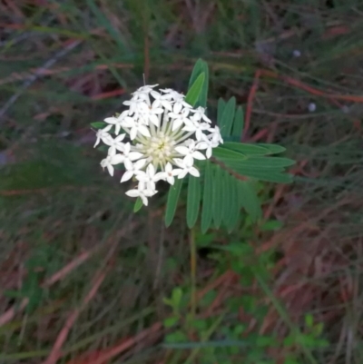 Pimelea linifolia at Pomona, QLD - 30 May 2020 by jenqld