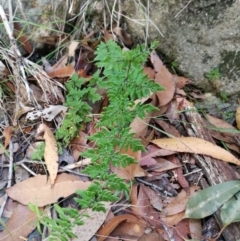 Cheilanthes sieberi (Rock Fern) at Pomona, QLD - 14 May 2020 by jenqld