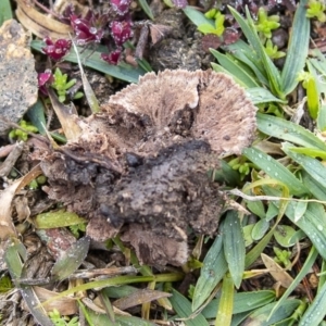 Thelephora terrestris at Coree, ACT - 7 Jun 2020