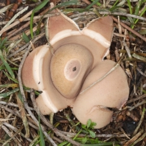 Geastrum sp. at Majura, ACT - 8 Jun 2020 11:50 AM