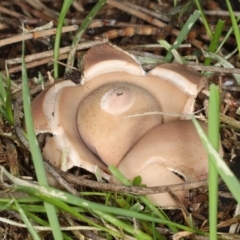 Geastrum sp. at Majura, ACT - 8 Jun 2020 11:50 AM