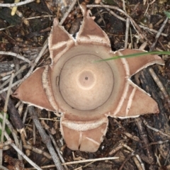 Geastrum sp. at Majura, ACT - 8 Jun 2020 11:50 AM