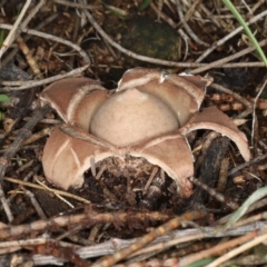 Geastrum sp. at Majura, ACT - 8 Jun 2020 11:50 AM