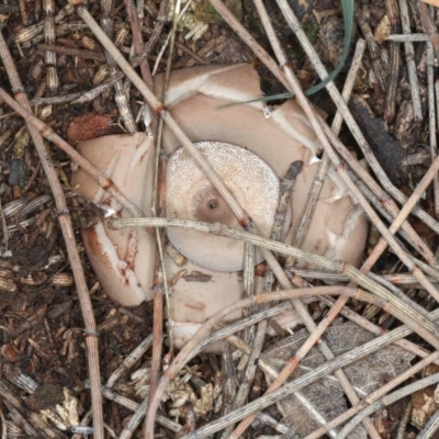 Geastrum sp. (Geastrum sp.) at Mount Ainslie - 8 Jun 2020 by jb2602