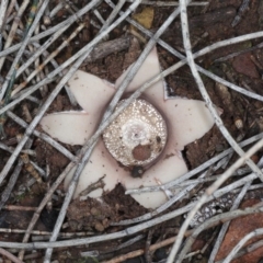 Geastrum sp. (genus) (An earthstar) at Majura, ACT - 8 Jun 2020 by jb2602