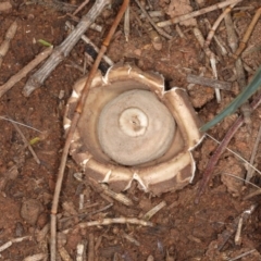 Geastrum sp. (Geastrum sp.) at Majura, ACT - 8 Jun 2020 by jbromilow50