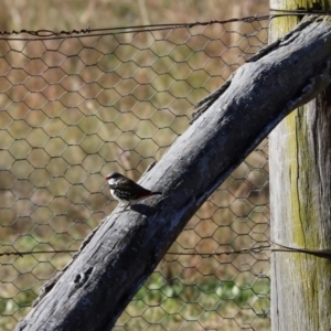 Stagonopleura guttata at Weetangera, ACT - suppressed