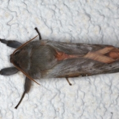 Oxycanus dirempta (Variable Oxycanus) at Ainslie, ACT - 8 Jun 2020 by jb2602