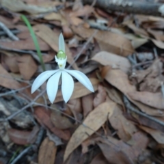Caladenia catenata (White Fingers) - 1 Jan 1900 by JoanH