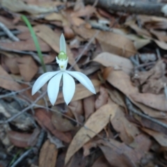 Caladenia catenata (White Fingers) at Noosa Heads, QLD - 28 May 2020 by JoanH