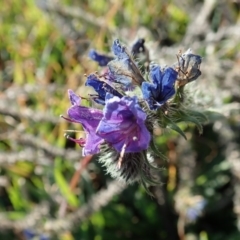 Echium vulgare (Vipers Bugloss) at Dunlop, ACT - 8 Jun 2020 by CathB