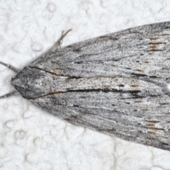 Chlenias banksiaria group (A Geometer moth) at Ainslie, ACT - 8 Jun 2020 by jbromilow50