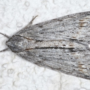 Chlenias banksiaria group at Ainslie, ACT - 8 Jun 2020