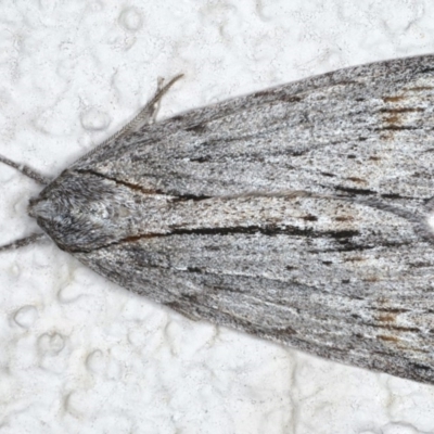 Chlenias banksiaria group (A Geometer moth) at Ainslie, ACT - 8 Jun 2020 by jb2602