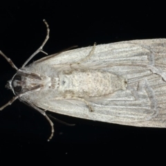 Chlenias banksiaria group at Ainslie, ACT - 8 Jun 2020