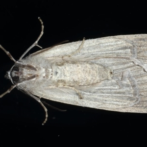 Chlenias banksiaria group at Ainslie, ACT - 8 Jun 2020