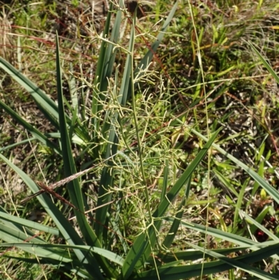 Dianella sp. aff. longifolia (Benambra) (Pale Flax Lily, Blue Flax Lily) at Cook, ACT - 8 Jun 2020 by CathB