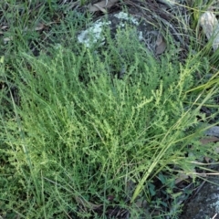 Galium gaudichaudii subsp. gaudichaudii (Rough Bedstraw) at Mount Painter - 8 Jun 2020 by CathB