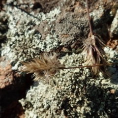 Enneapogon nigricans (Nine-awn Grass, Bottlewashers) at Cook, ACT - 8 Jun 2020 by CathB