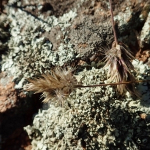 Enneapogon nigricans at Cook, ACT - 8 Jun 2020