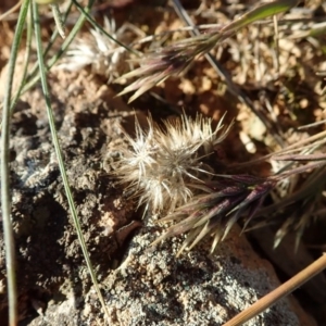 Enneapogon nigricans at Cook, ACT - 8 Jun 2020