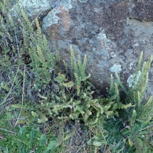 Cheilanthes distans at Cook, ACT - 5 Jun 2020