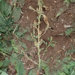 Amaranthus retroflexus (Redroot Amaranth) at Cook, ACT - 7 Jun 2020 by CathB