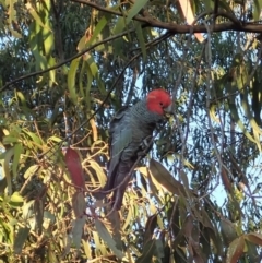 Callocephalon fimbriatum (Gang-gang Cockatoo) at Mount Painter - 5 Jun 2020 by CathB