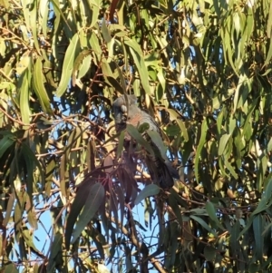 Callocephalon fimbriatum at Cook, ACT - 5 Jun 2020