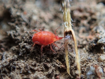 Bdellidae sp. (family) (Unidentified Snout Mite) at Cook, ACT - 7 Jun 2020 by CathB